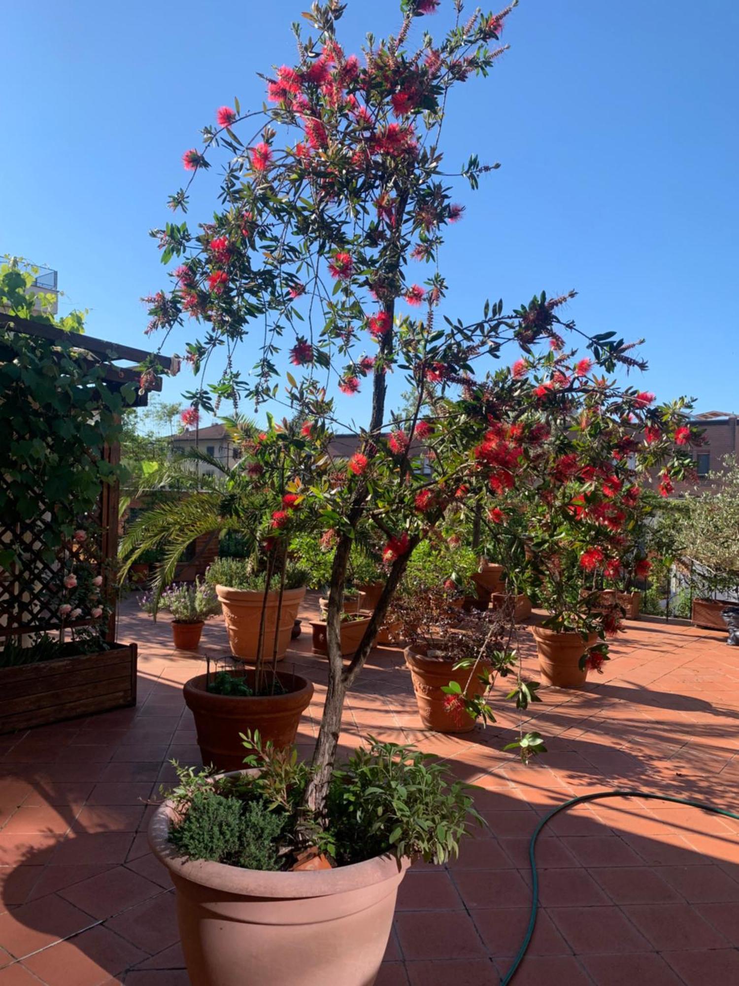 La Terrazza Da Ernestina Διαμέρισμα Λούκα Εξωτερικό φωτογραφία